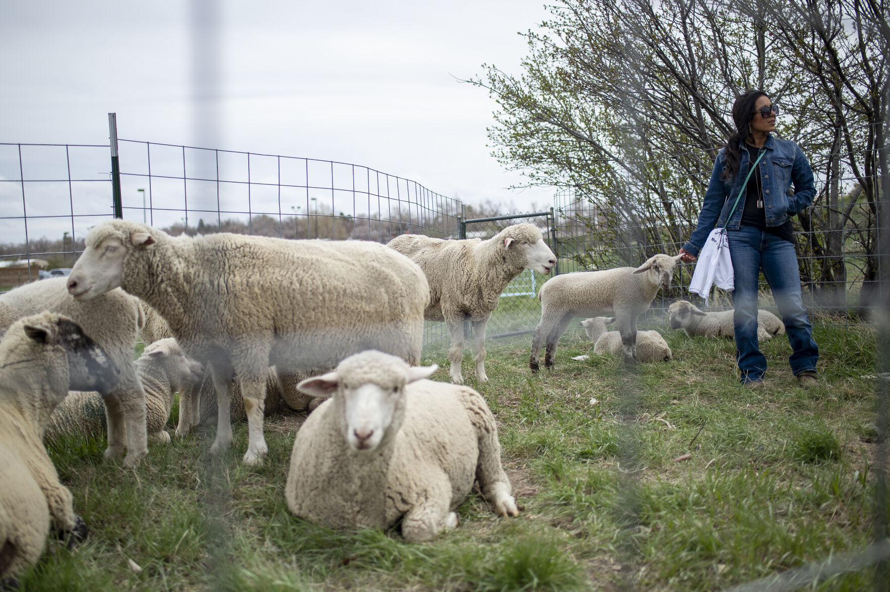 Sheep Herder Festival
